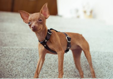 Şirin minyatür pinscher köpek yavrusu deri kayış içinde