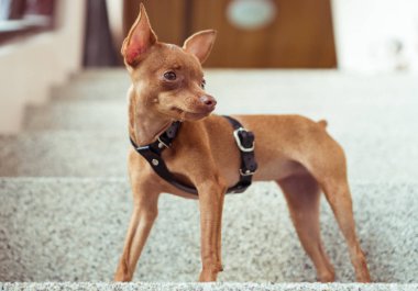 Şirin minyatür pinscher köpek yavrusu deri kayış içinde