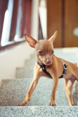 Şirin minyatür pinscher köpek yavrusu deri kayış içinde