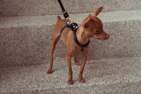 Carino cucciolo pinscher in miniatura cinghie di cuoio — Foto Stock