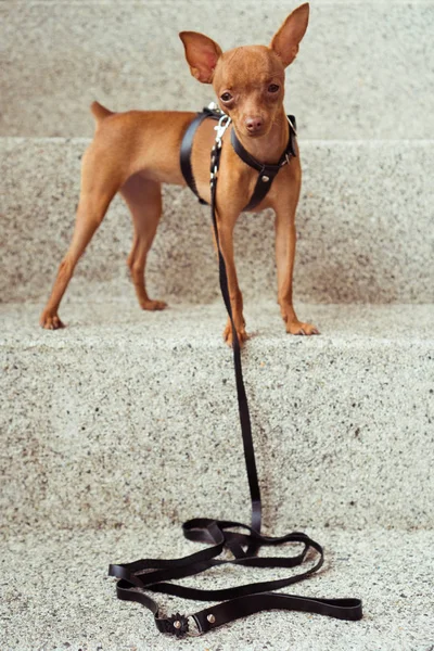 Carino cucciolo pinscher in miniatura cinghie di cuoio — Foto Stock