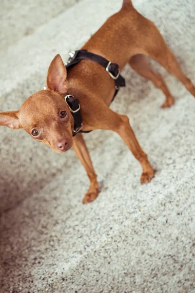 Şirin minyatür pinscher köpek yavrusu deri kayış içinde