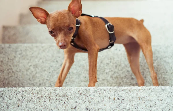 Lindo cachorro pinscher miniatura en correas de cuero — Foto de Stock