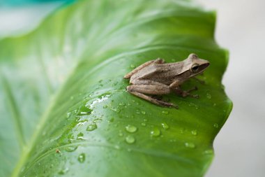 Yaprağın üzerindeki kurbağa