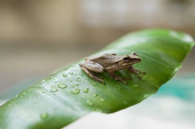 Yaprağın üzerindeki kurbağa