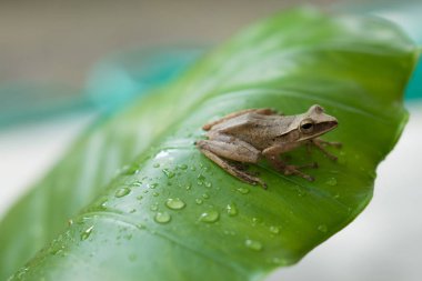 Yaprağın üzerindeki kurbağa