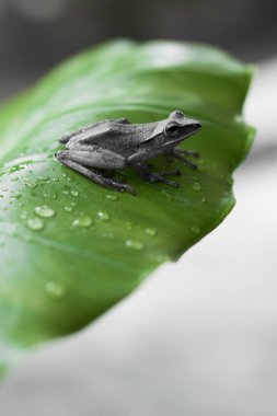 Yaprağın üzerindeki kurbağa