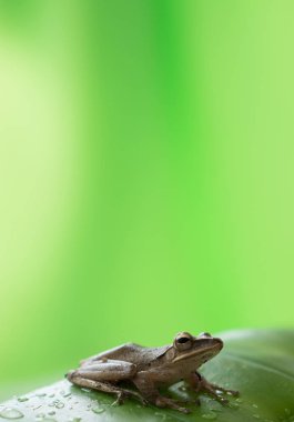 Yaprağın üzerindeki kurbağa