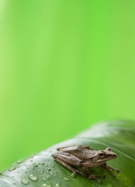 Yaprağın üzerindeki kurbağa