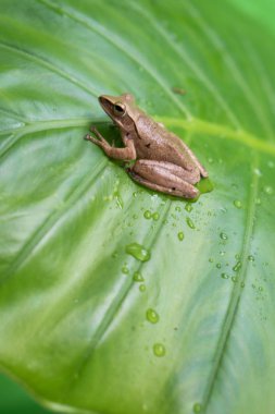 Yaprağın üzerindeki kurbağa