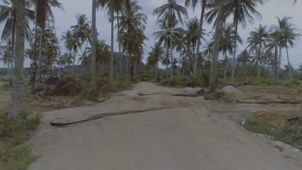 Palmera camino de grava — Vídeo de stock