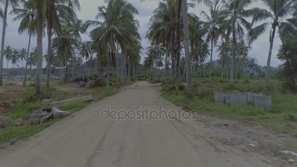 Palmera camino de grava — Vídeos de Stock