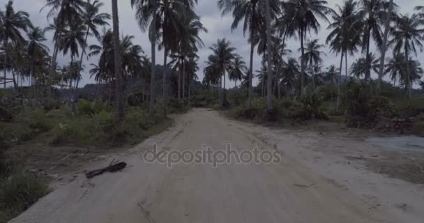 Palmiye ağacı çakıl yol — Stok video