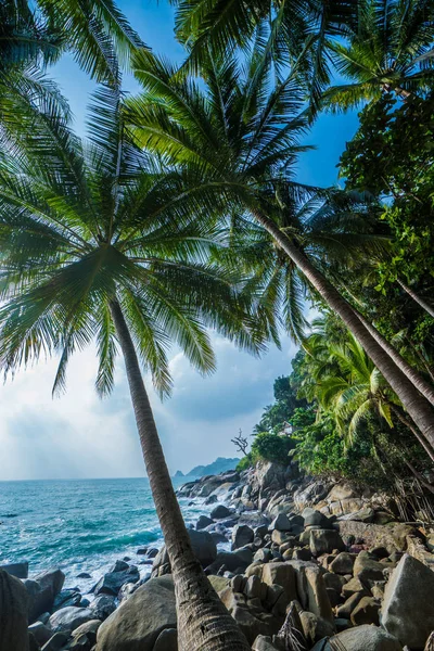 Palm träd tropiska bakgrunden — Stockfoto