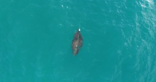 Foglie galleggianti sulla superficie dell'acqua da drone — Video Stock