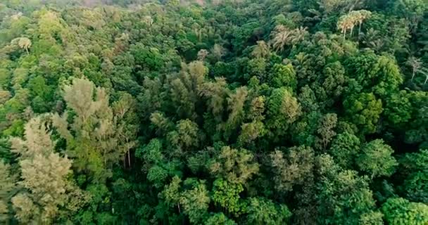 Vídeo aéreo sobre el bosque tropical en un día soleado — Vídeos de Stock
