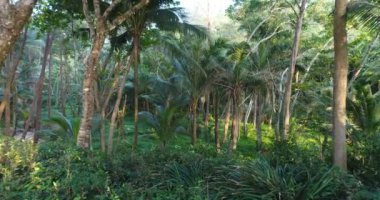 Ormanda üzerinden uçmak