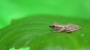 Yaprağın üzerindeki kurbağa