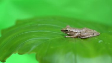 Yaprağın üzerindeki kurbağa