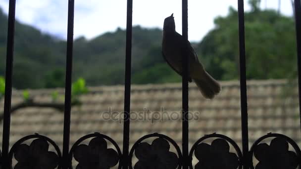 Pájaro en la rejilla de la ventana — Vídeos de Stock