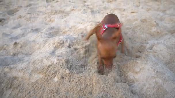 Aranyos kis méretű pinscher, a strandon — Stock videók
