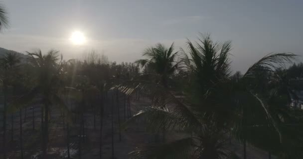 Beau coucher de soleil et palmiers 