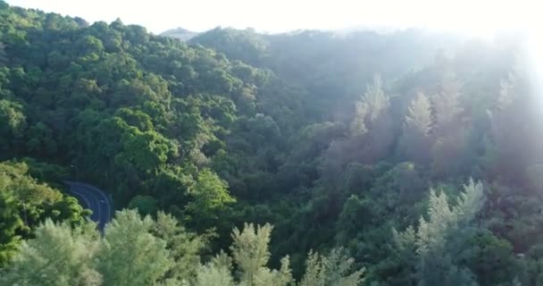 晴れた日の熱帯林の上で空撮 — ストック動画