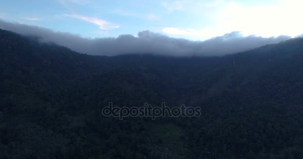 Tropischer Dschungel in der Wolke — Stockvideo