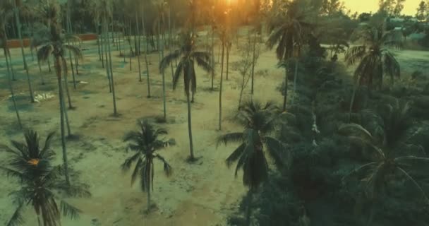 Beau coucher de soleil et palmiers — Video