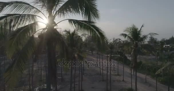 Beau coucher de soleil et palmiers 