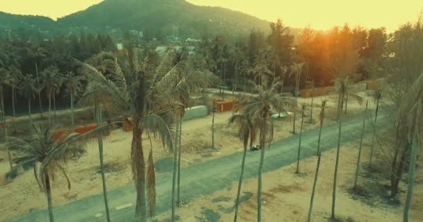 Hermosa puesta de sol y palmeras — Vídeo de stock