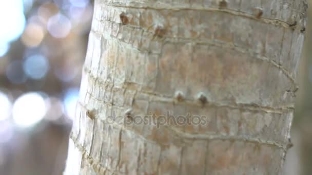 Woman in colourful indian feather hat — Stock Video