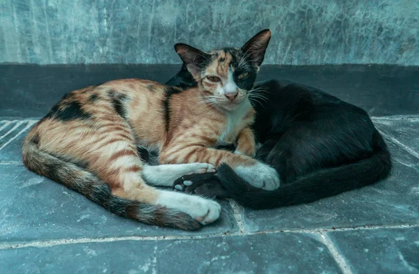 Dois gatos dormindo na rua — Fotografia de Stock