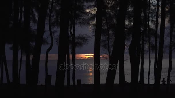 Wandelen in het donkere bos in de buurt van het strand met mooie zonsondergang achtergrond — Stockvideo