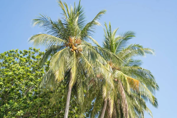 Tropické palmy nad modré oblohy během krásného letního dne — Stock fotografie