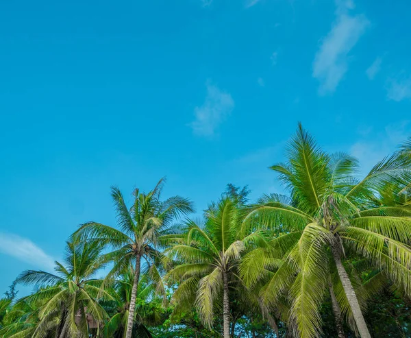 Vackra palmer under blå himmel — Stockfoto