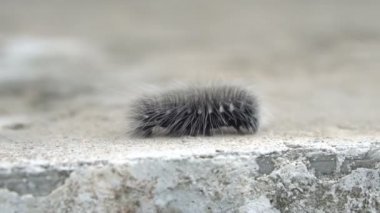 Güzel tüylü tırtıl