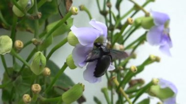 Güzel arı orkide pollinating mor