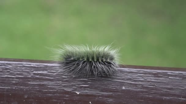 Vackra lurviga caterpillar — Stockvideo