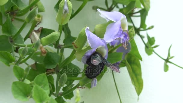 Hermosa abeja polinizando orquídea púrpura — Vídeos de Stock