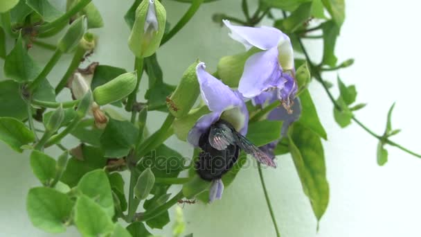 Bela abelha polinizando orquídea roxa — Vídeo de Stock