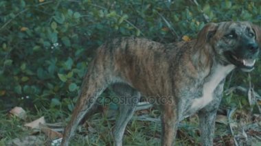 Tay yerel köpek Tiger cilt olarak işaretlenmesi