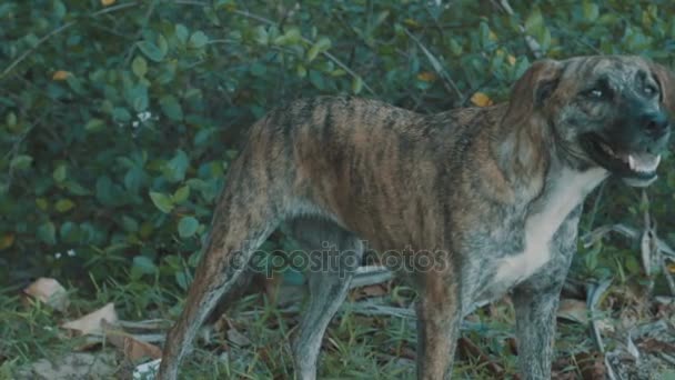 Тайский коренной пес, маркированный как кожа тигра — стоковое видео