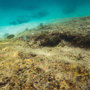 Sualtı Dünya Peyzaj