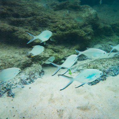 Sualtı Dünya Peyzaj