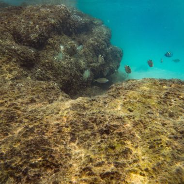 Sualtı Dünya Peyzaj