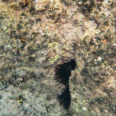 Sualtı Dünya Peyzaj