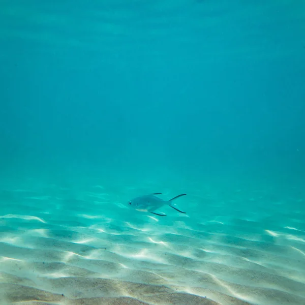 水中世界の風景 — ストック写真