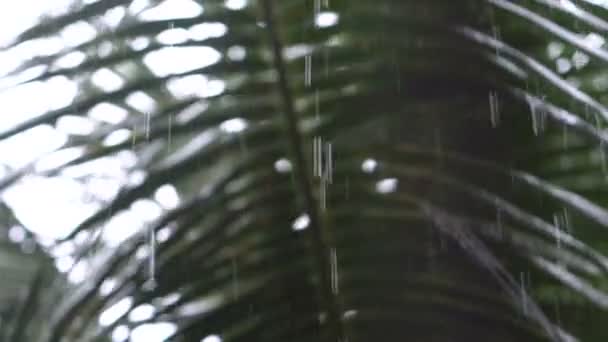 Tropical chuva forte na floresta tropical — Vídeo de Stock