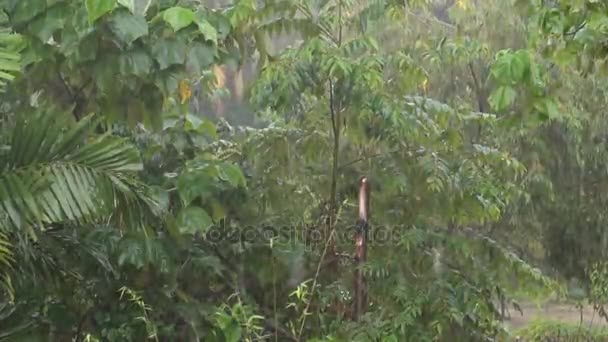 Lluvias tropicales fuertes en la selva tropical — Vídeos de Stock
